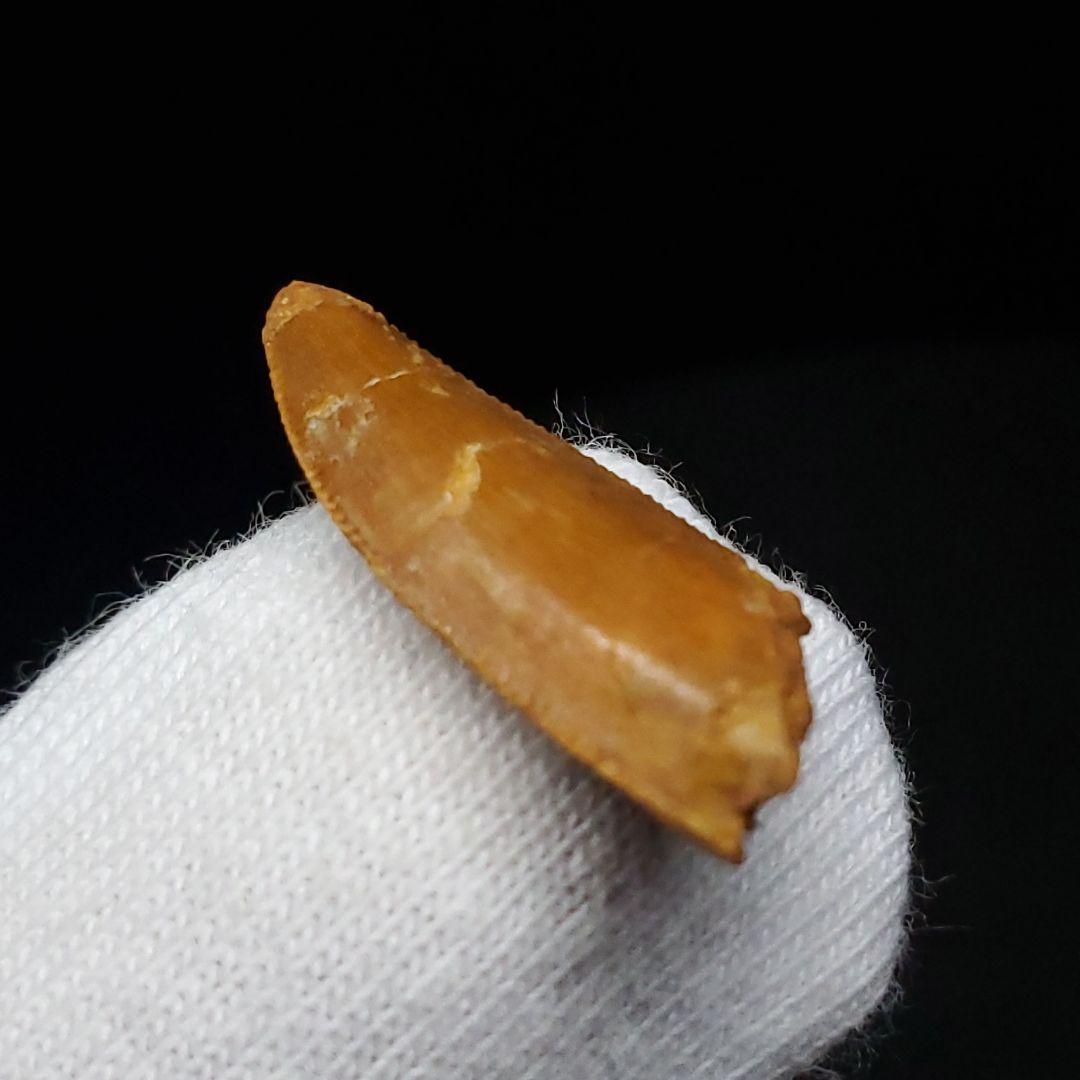 美品 ラプトル 化石 歯 恐竜 本物 モロッコ産 19.82mm fra4