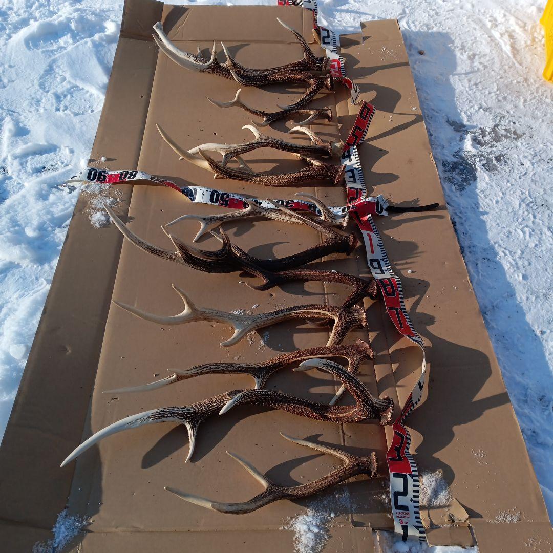 蝦夷鹿の角 　犬用おもちゃ　工芸品などにどうぞ　１２番 髄のみ 超小型犬用 蝦夷鹿のツノ ワンちゃん用オモチャ ドッグガム