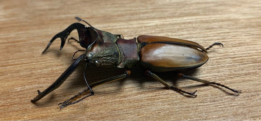 昆虫標本】アラガールホソアカクワガタ61㎜ - メルカリ