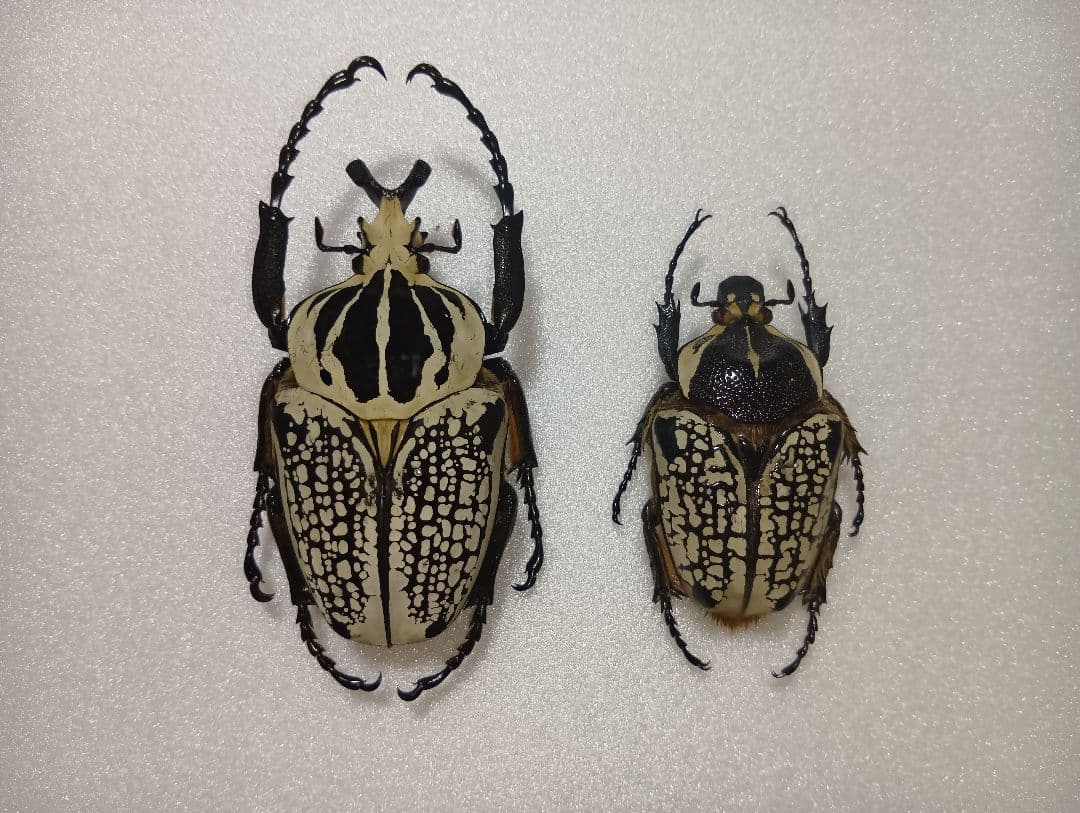 88mm】 フェモラリスツヤクワガタ 昆虫標本 ファブリースノコギリクワガタ