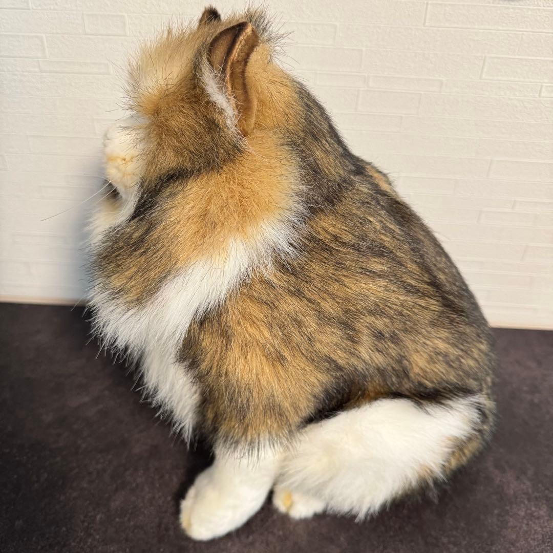 HANSA （ハンサ）ノルウェージャンフォレストキャット