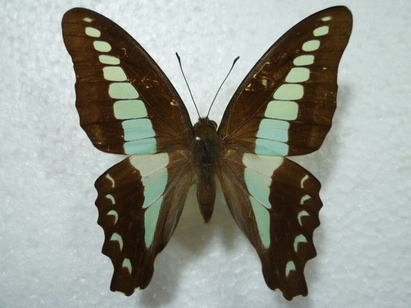 ブラジルのロスチャイルドヤママユ♂ 蝶標本 蛾標本 昆虫標本 ブラジル