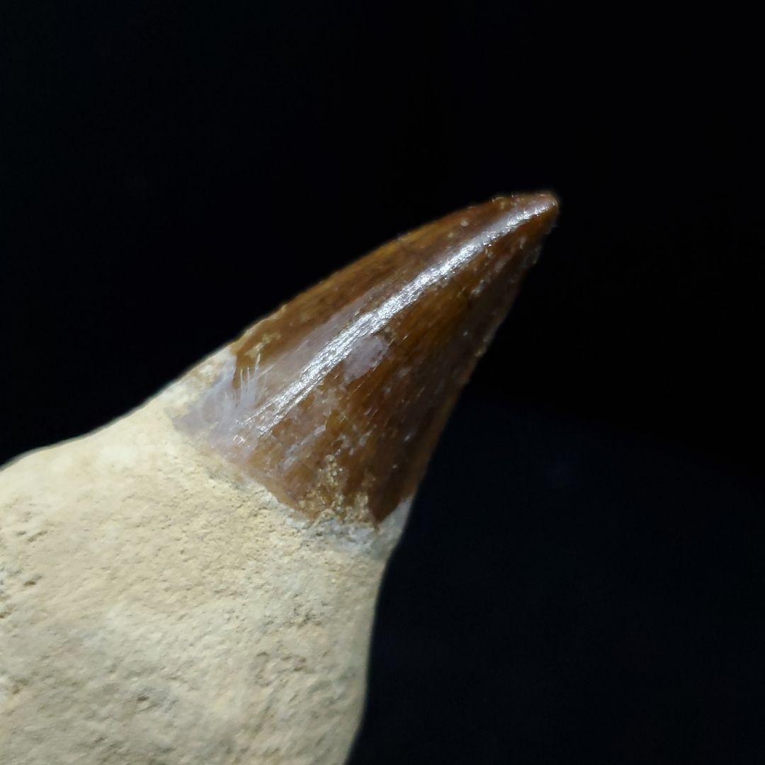 極上 歯根付き モササウルス 化石 歯 本物 74.15mm  mos67