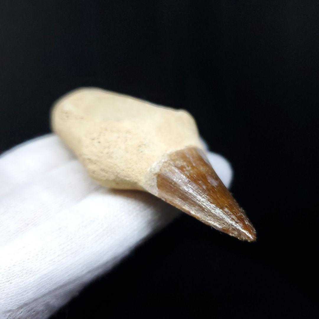 極上 歯根付き モササウルス 化石 歯 本物 74.15mm  mos67