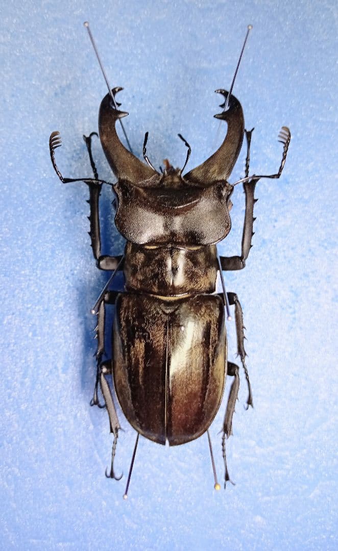 ユダイクスミヤマクワガタ 87mm 標本 <0829z昆虫標本・クワガタ他