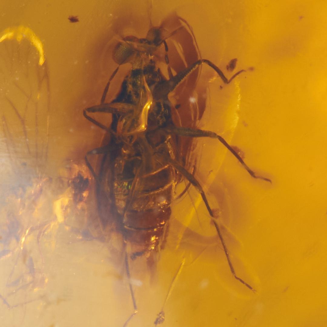 ZB050虫入り琥珀化石 ミャンマー カムティかタナイ産 9900万年前