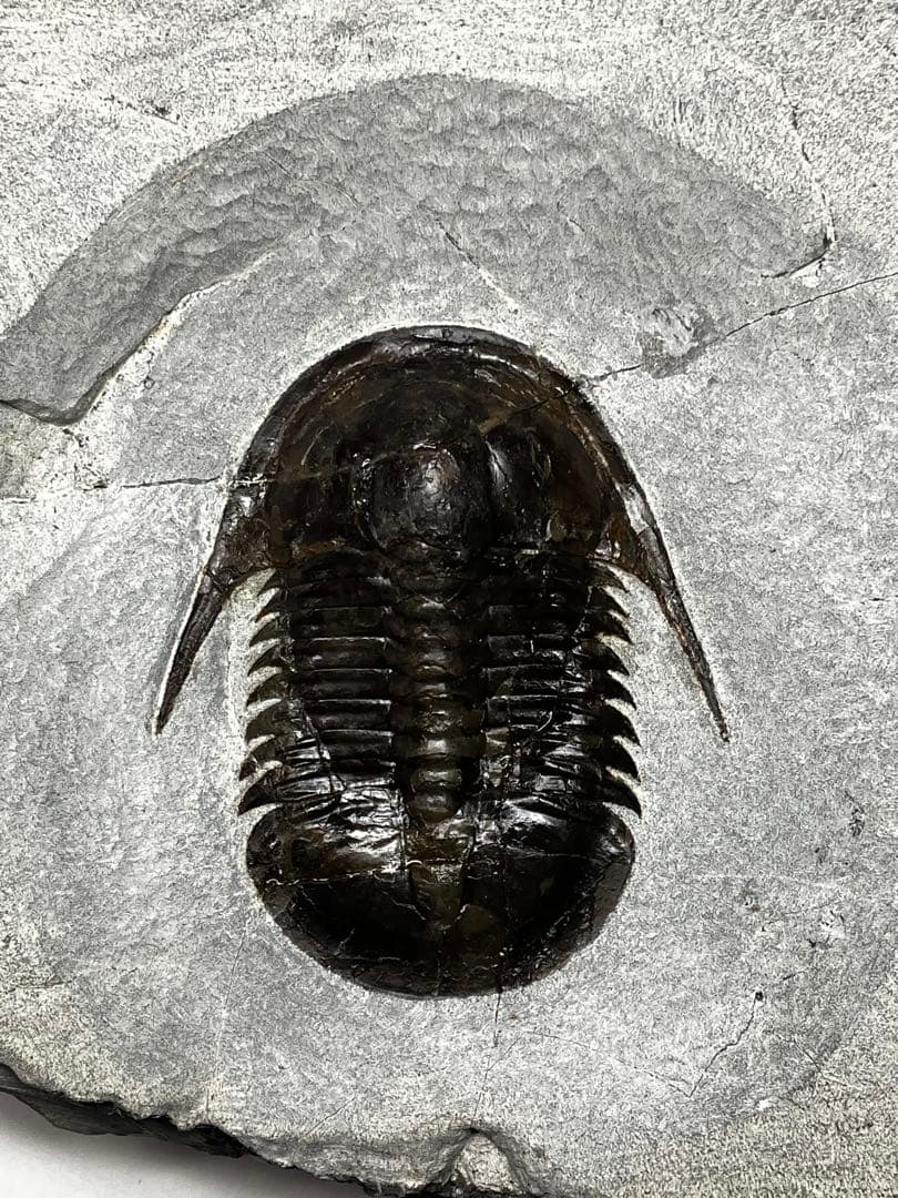 三葉虫　化石　Anomocarella 三葉虫化石Anomocarella