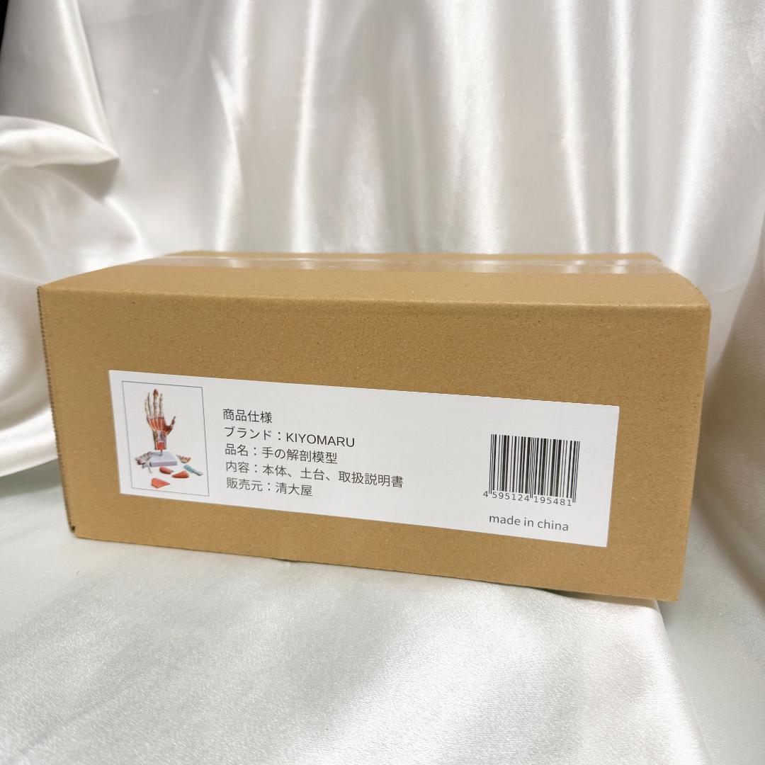 手解剖模型 7パーツ分解 原寸大 軟部組織付き 理学療法士監修 人体模型