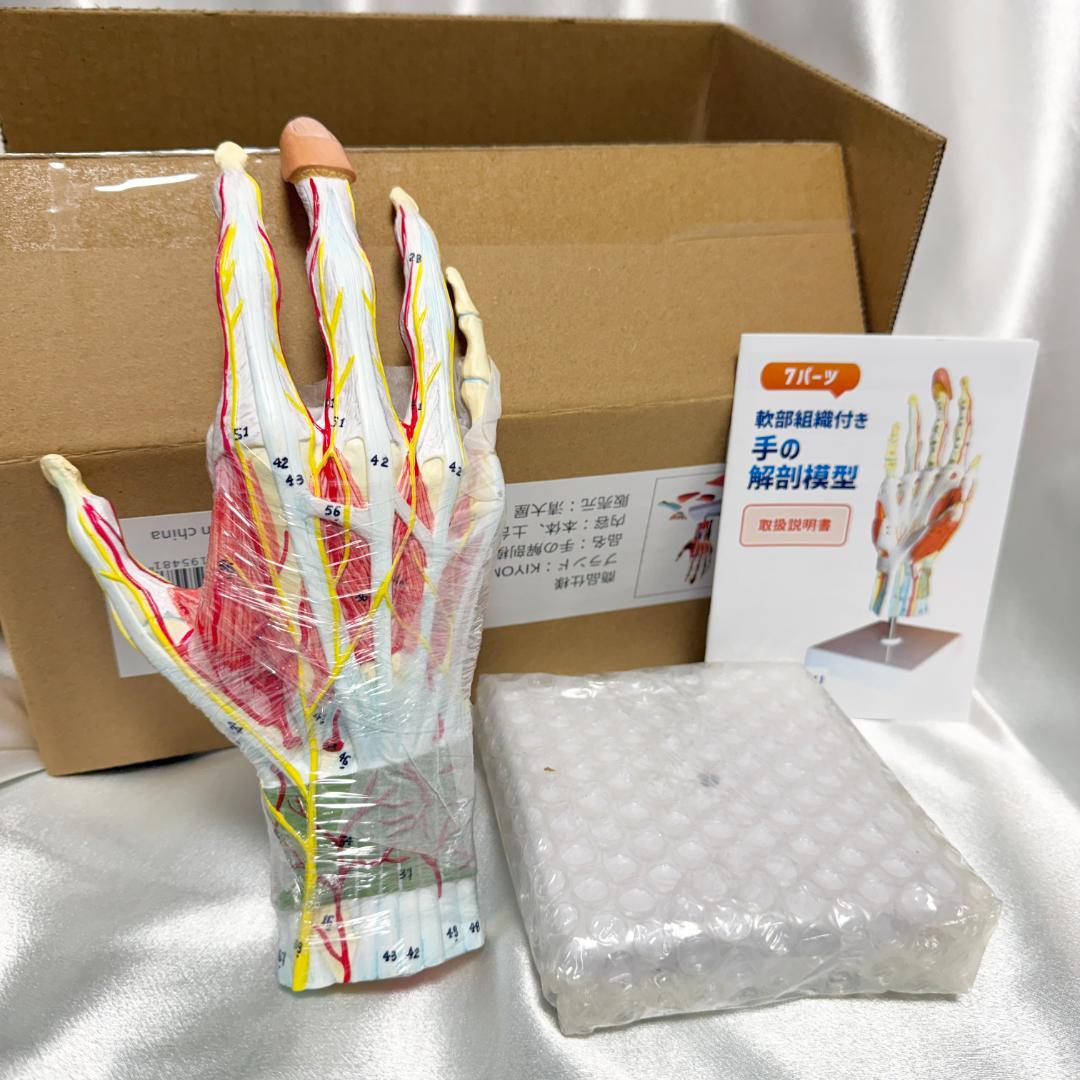 手解剖模型 7パーツ分解 原寸大 軟部組織付き 理学療法士監修 人体模型