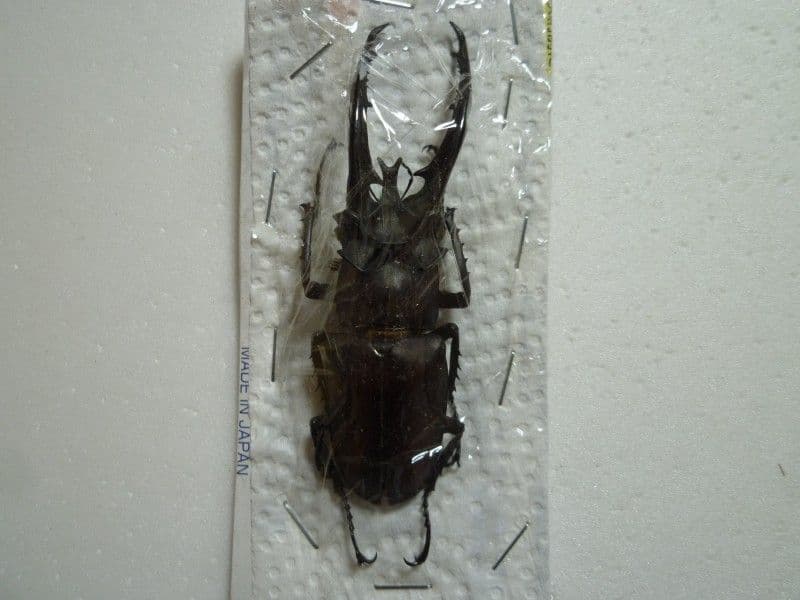 フォーチュンミヤマクワガタ (WILD) Lucanus fortunei | 昆虫漂流記