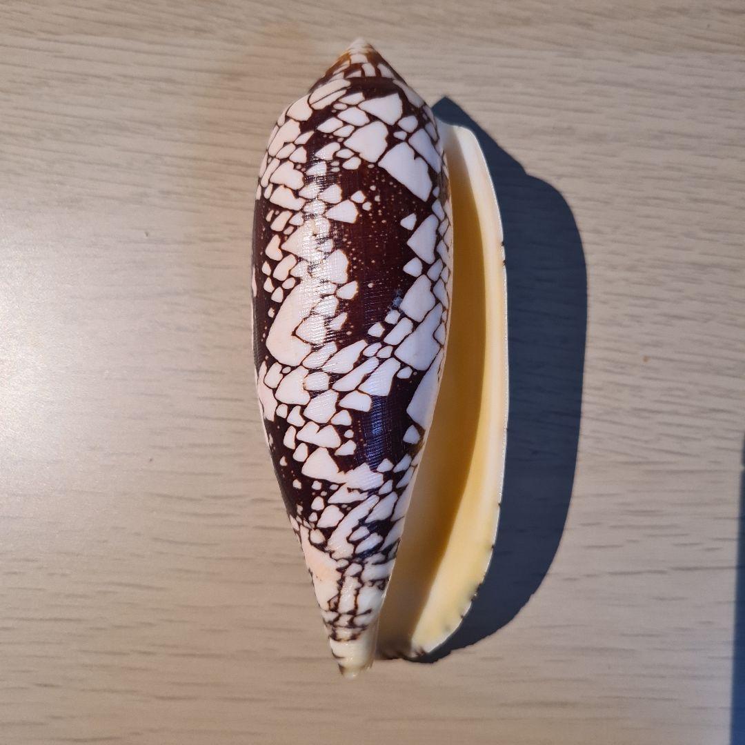 イモガイ貝殻 Darioconus Aulicus Propenudusの通販はau PAY