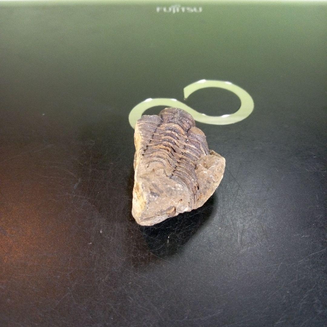 三葉虫化石fossilボリビア産trilobiteノジュール判別②