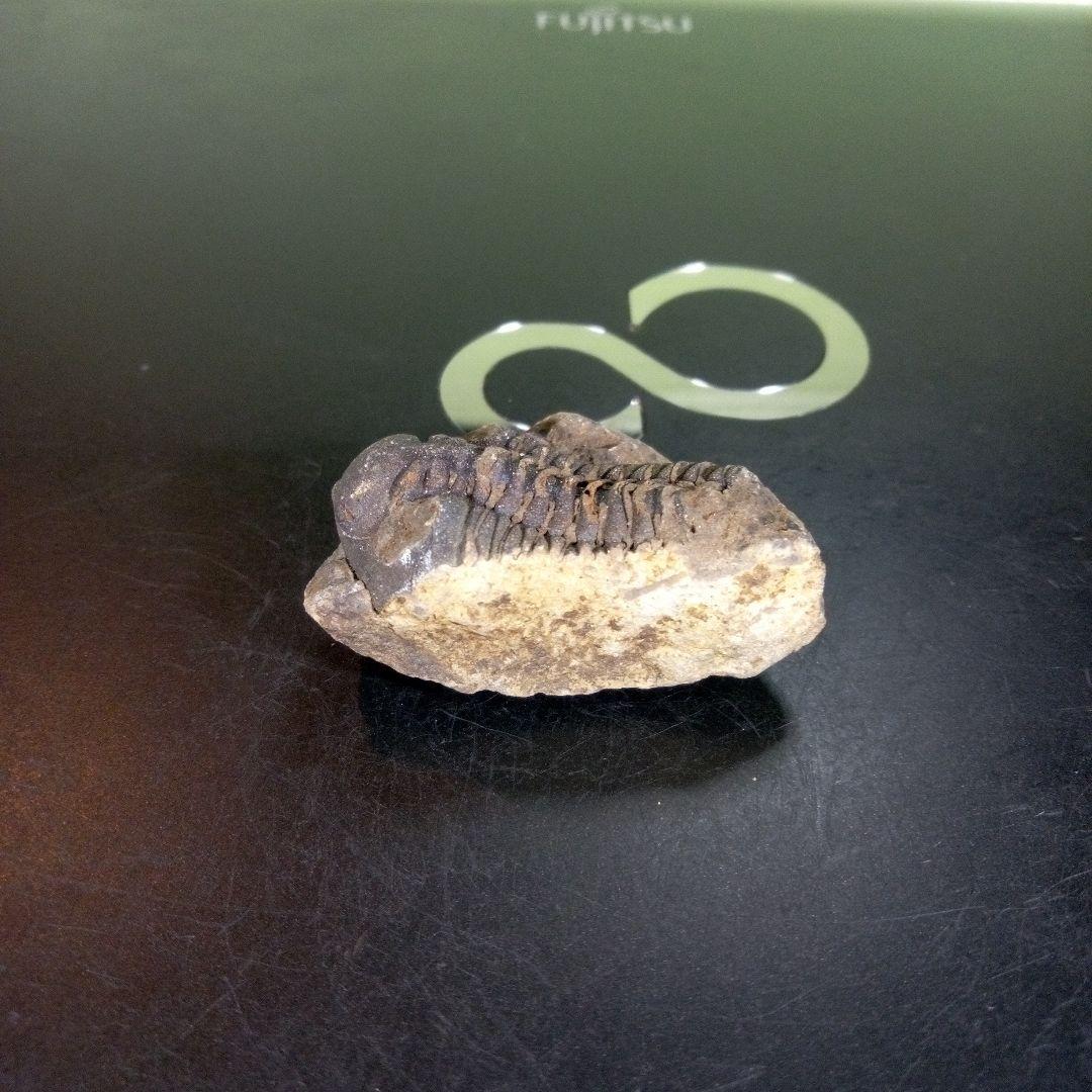三葉虫化石fossilボリビア産trilobiteノジュール判別⑨