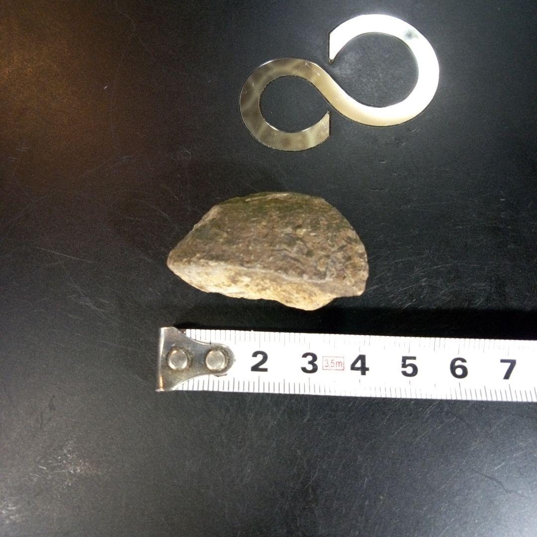 三葉虫化石fossilボリビア産trilobiteノジュール判別⑨