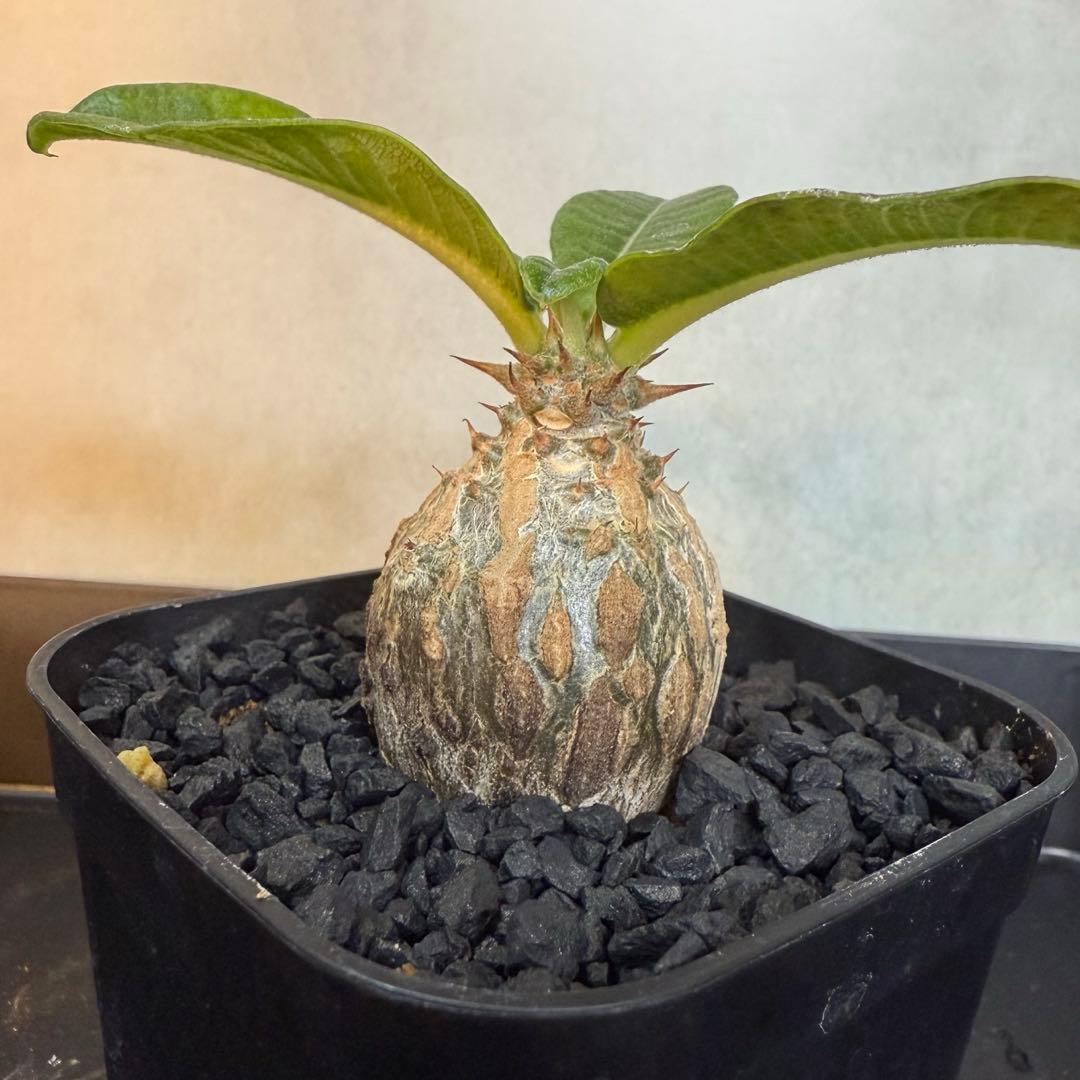 天理大学附属天理参考館資料(ひとものこころ15冊セット)