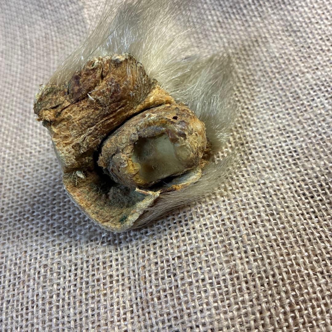 シロクマ 爪 ホッキョクグマ 熊の爪 ベアクロー 剥製 オファー 動画