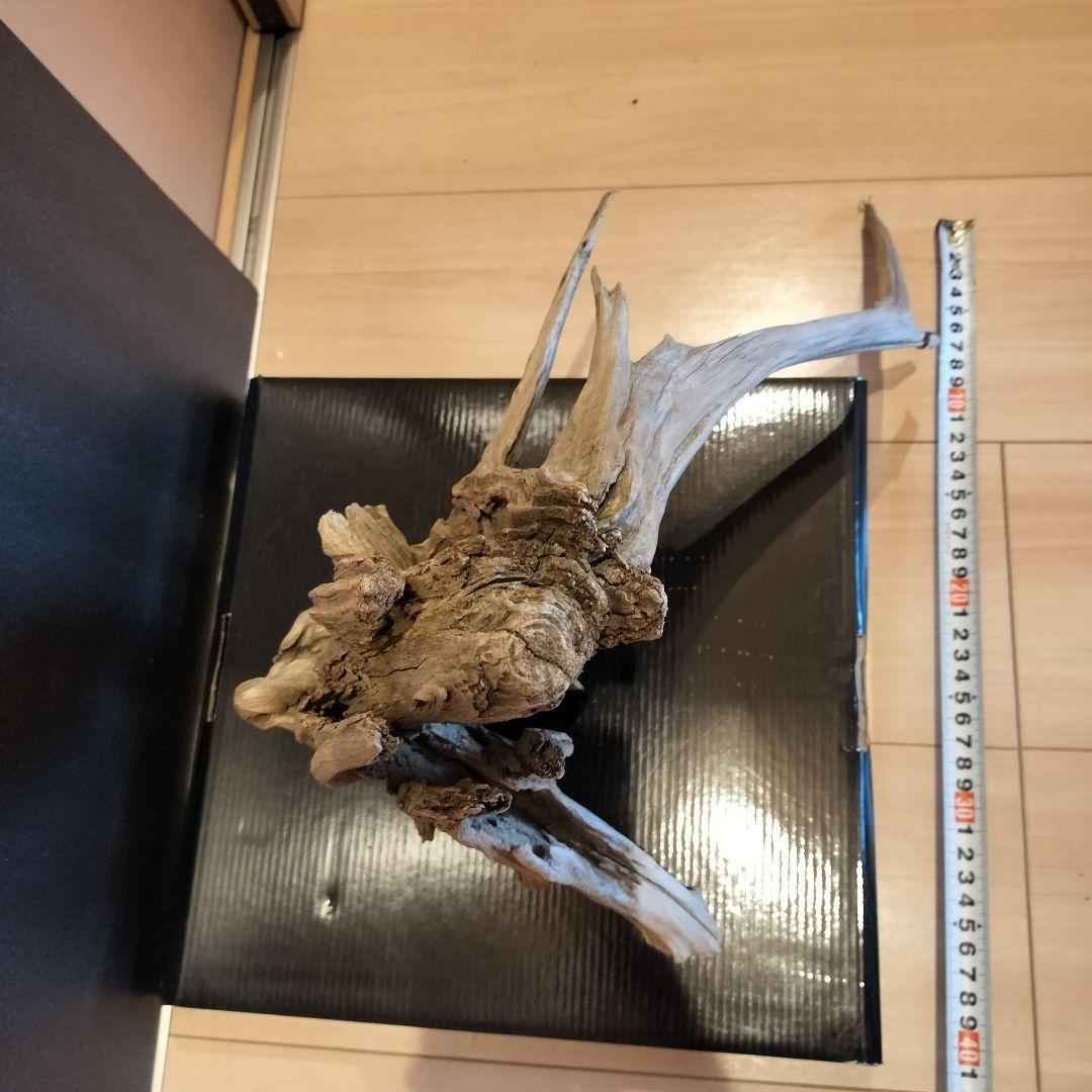 極上 スラウェシウッド 塊状流木 岩石 アクアリウムや爬虫類の流木なら