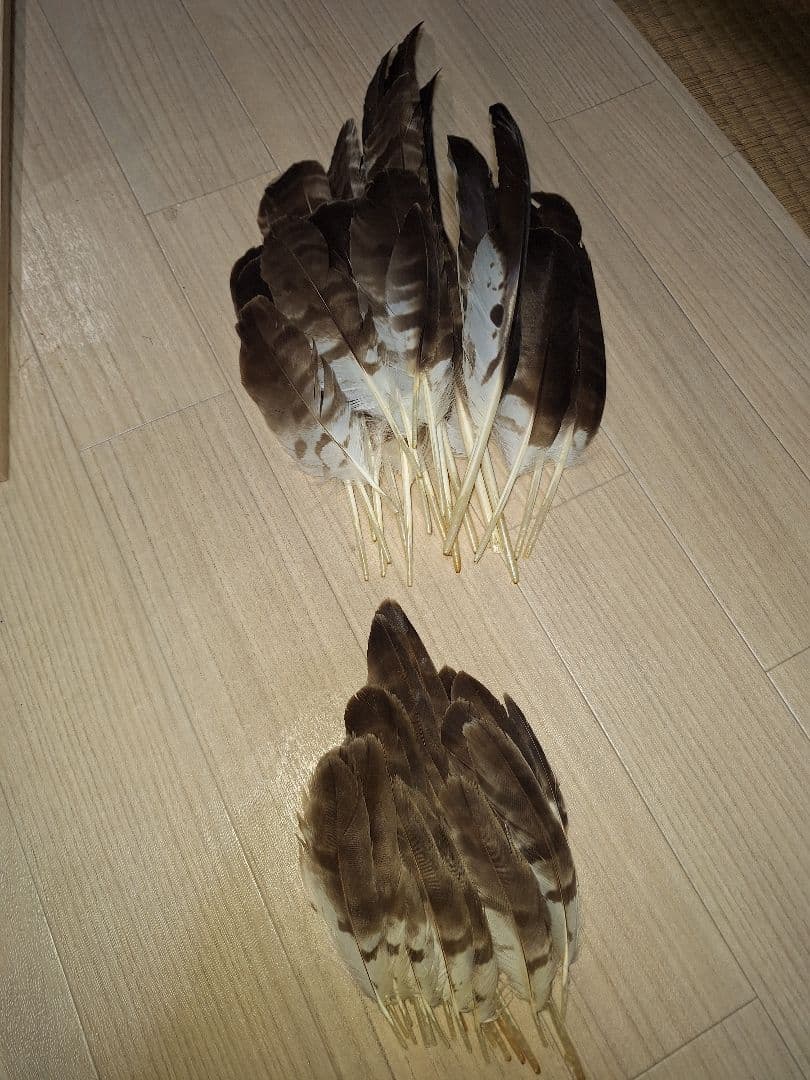 鳥の羽　ハチクマの羽　弓道