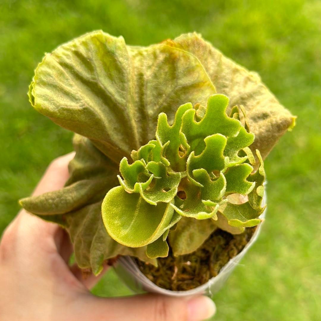 よっしー様 リクエスト 2点 まとめ商品 - cataloguedislab.com