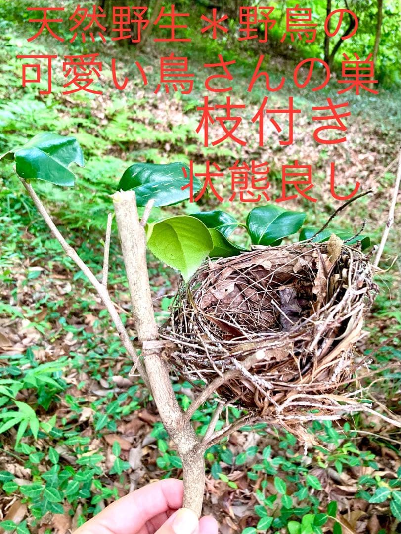 天然野生＊野鳥＊とっても可愛い枝付き【鳥の巣】巣＊小鳥の巣＊ネイティブオブジェ 天然野生＊野鳥＊とっても可愛い枝付き【鳥の巣】巣＊小鳥の