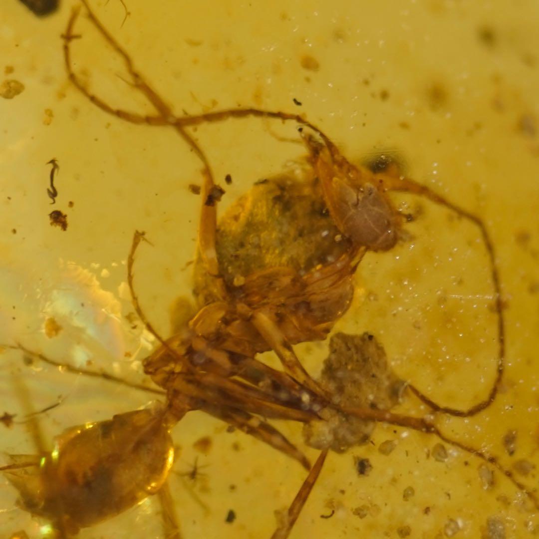 レア極上品 TT0078虫入り琥珀化石 ミャンマーカムティかタナイ9900万年