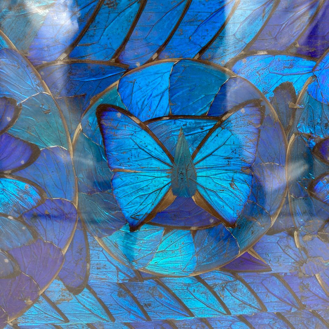 レア】 モルフォ蝶 アート 標本 芸術 コレクション 美術 絵 昆虫 19