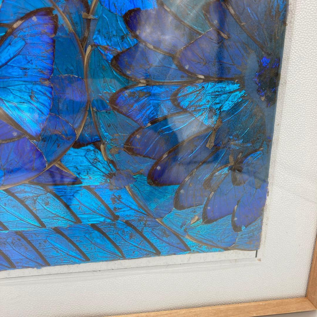 レア】 モルフォ蝶 アート 標本 芸術 コレクション 美術 絵 昆虫 19