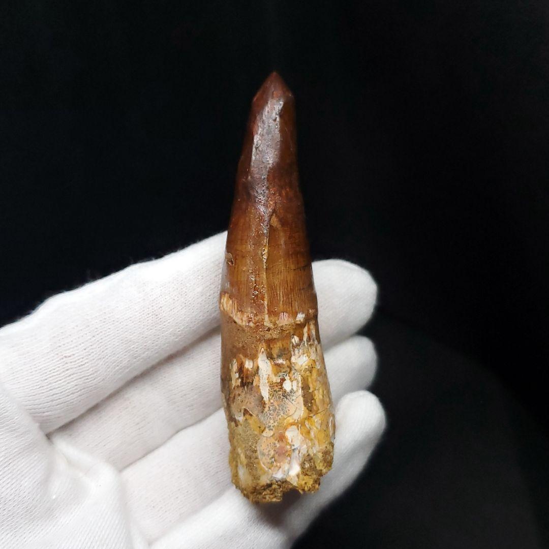 美品 スピノサウルス 本物 モロッコ産 71.57mm sp429