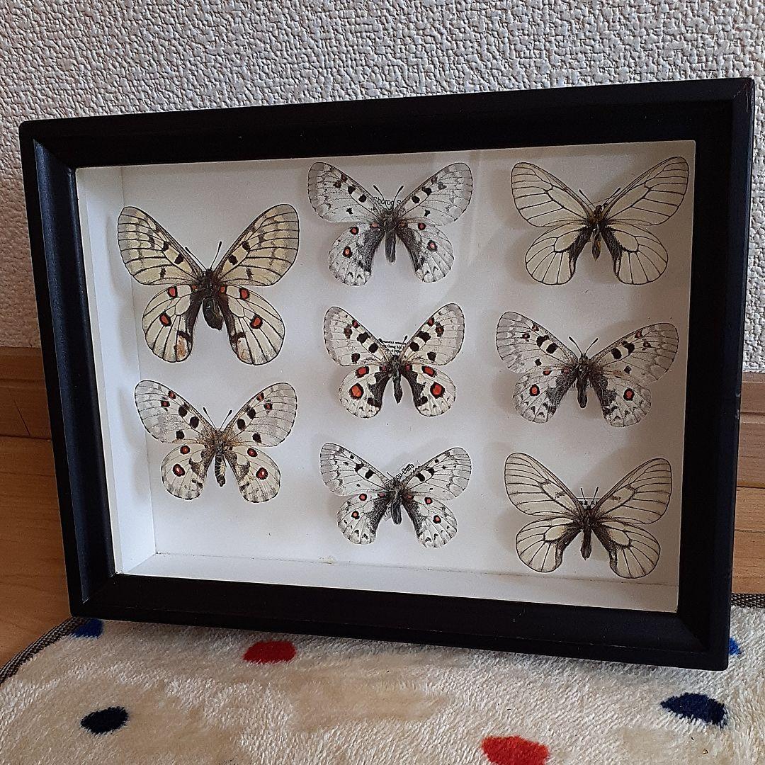 蝶標本 アゲハチョウ類8種47頭、大型ドイツ標本箱2箱入りセット 蝶