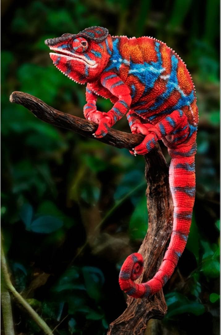 いきもの大図鑑プレミアム パンサーカメレオン（アンビローブ・レッド）