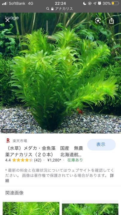 アナカリス オオカナダモ 1000本