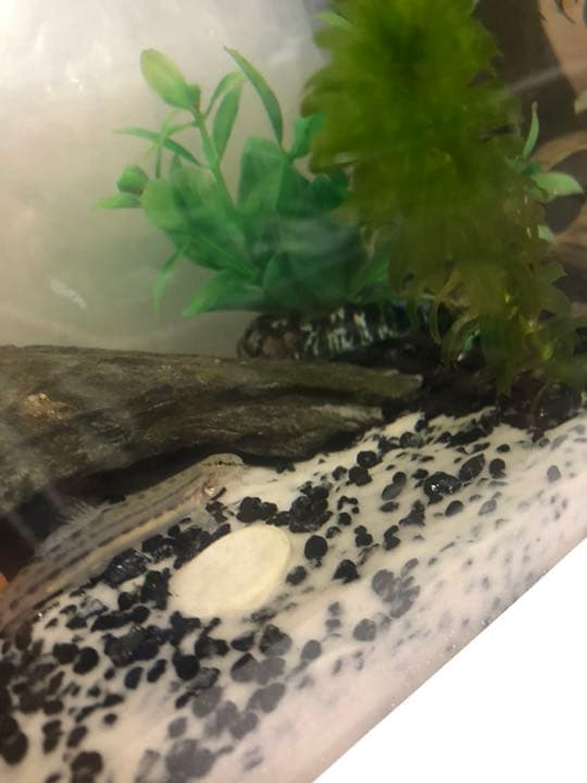 アナカリス オオカナダモ 1000本