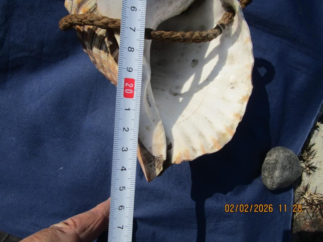 法螺貝 ホラ貝 紐付き 山伏必需品 1個 - メルカリ