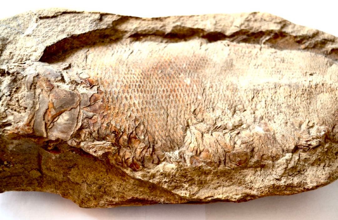 凡そ一億年前のブラジル・セアラ州産絶滅古代魚ラコレピスの化石