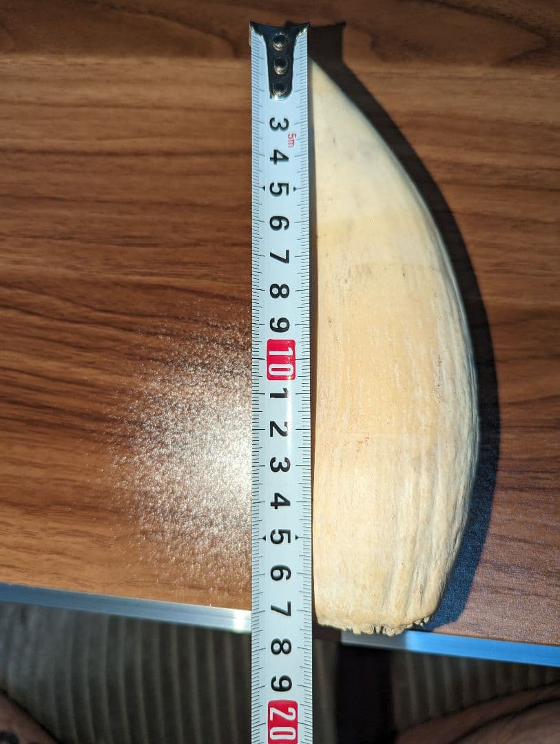 クジラの歯 くじら 鯨 クジラの口の中のはなし | 鯨と海