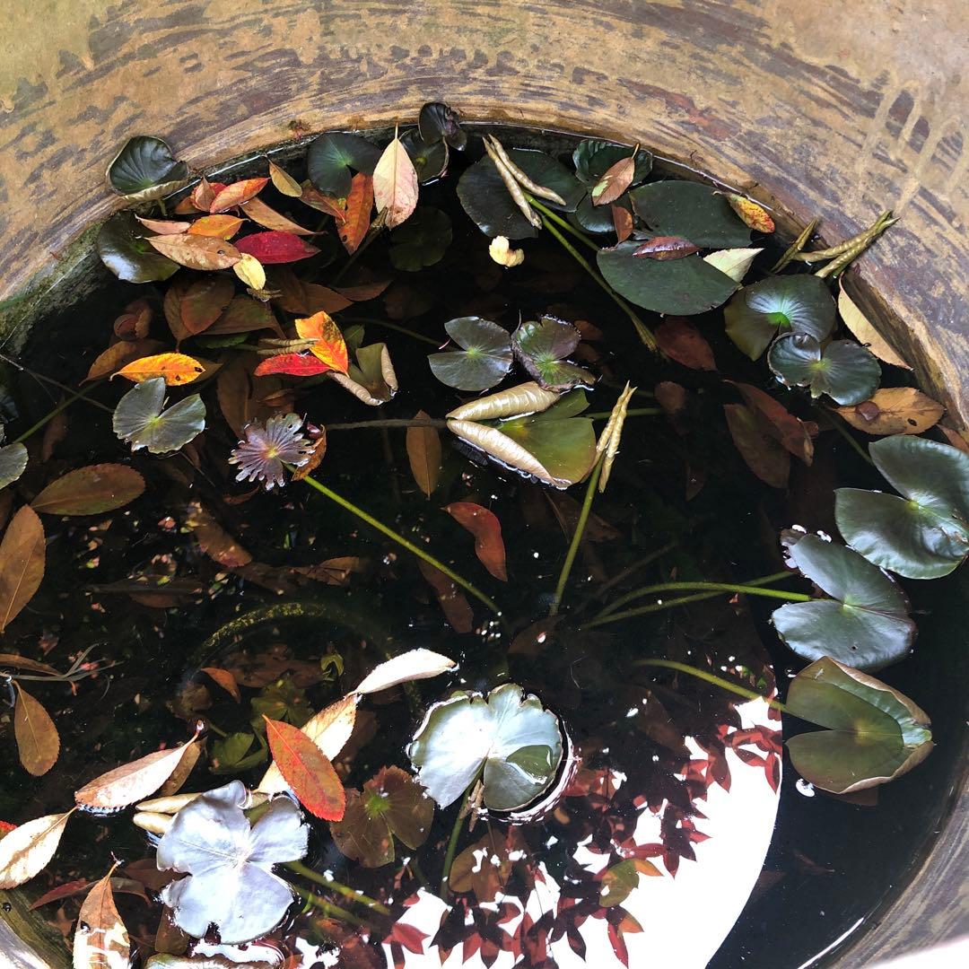 昭和レトロ 陶器製 金魚鉢 骨董品 アンティーク メダカ レトロ