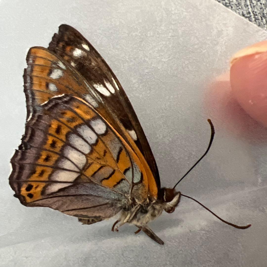 オオイチモンジ モンゴル産10頭セット売り