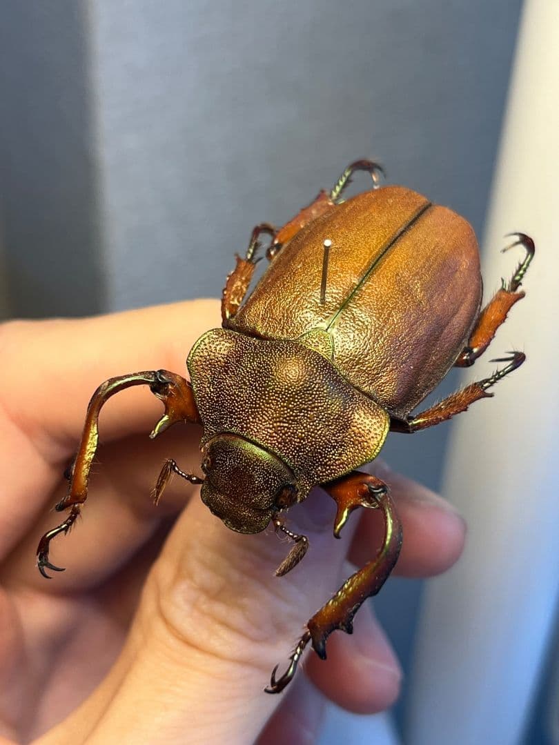 亜玉虫最高峰】キベリルリタマムシ リンバータルリタマムシ昆虫標本