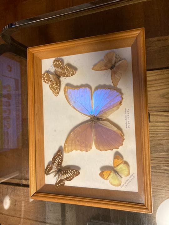 世界の蝶 標本