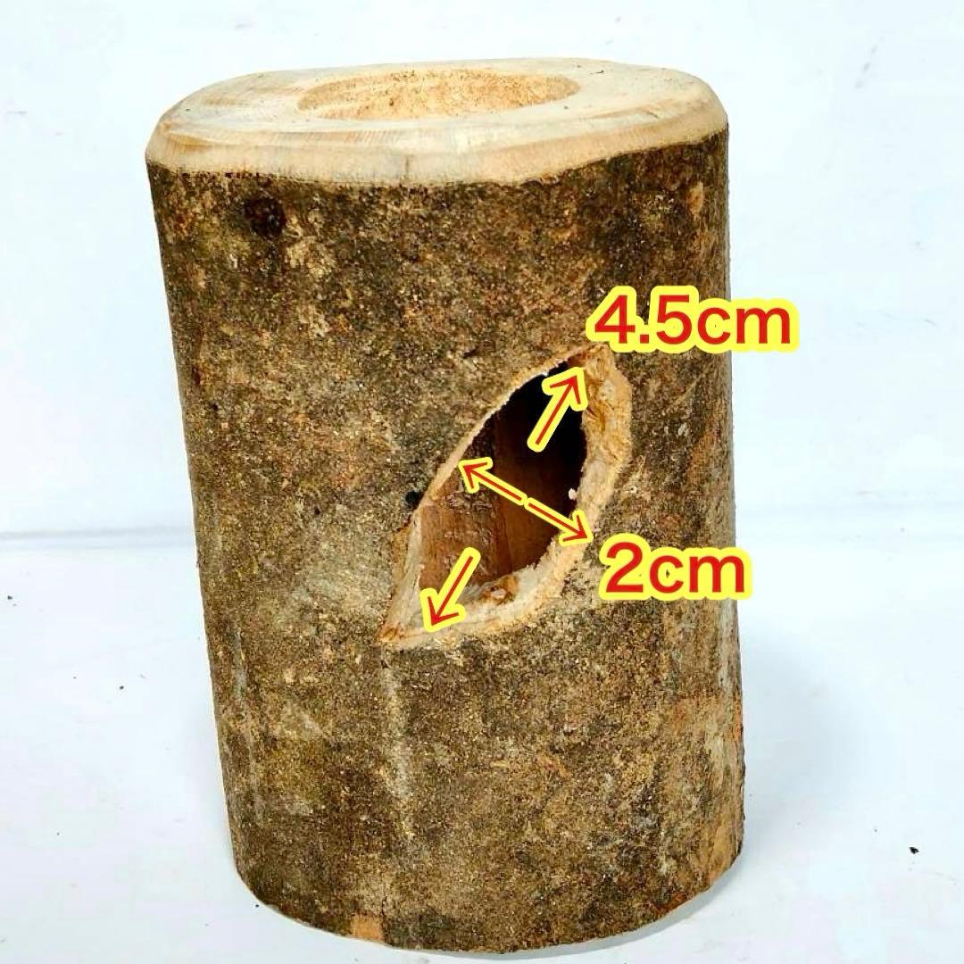 クワリウム クワガタ 隠れ家 人工樹洞 のぼり木 止まり木 カブトムシ