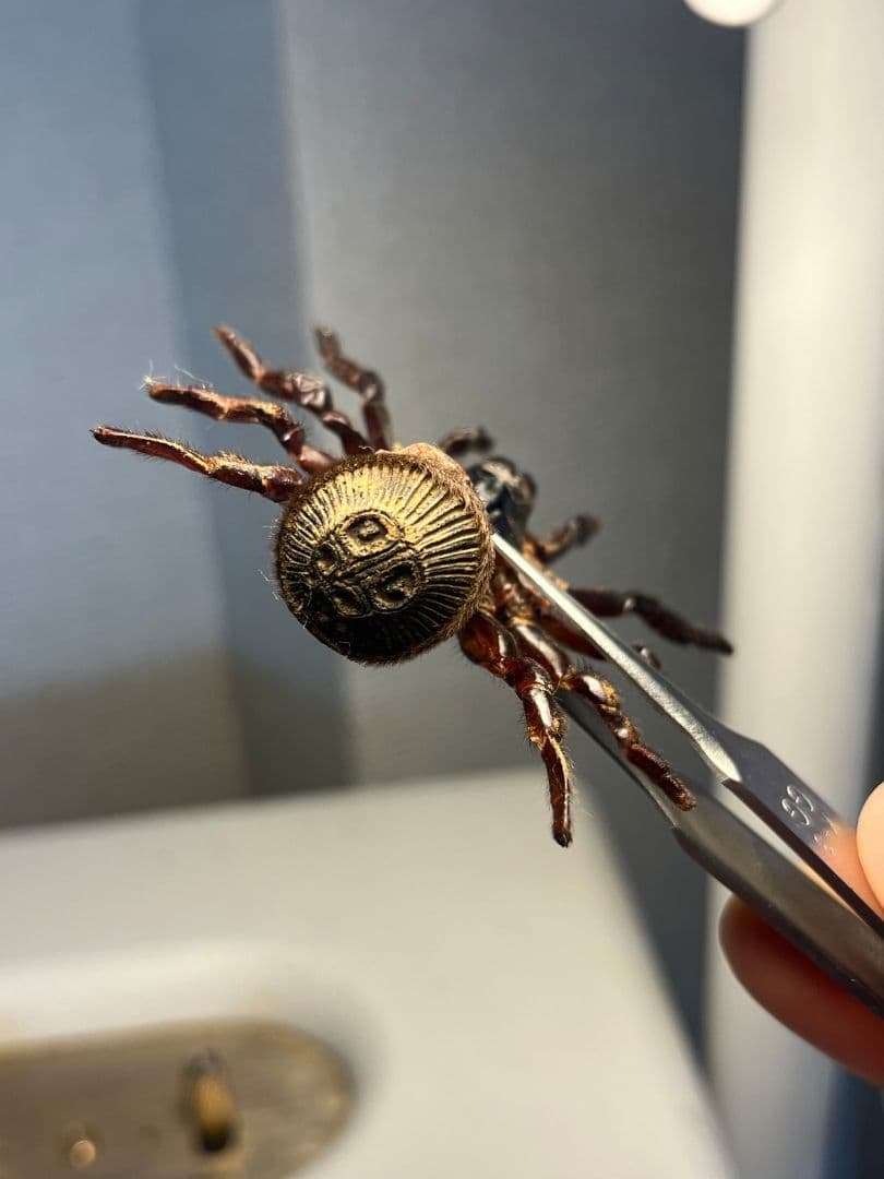 BIG】シリキレグモ トラップドアスパイダー タランチュラ ムカデ 昆虫