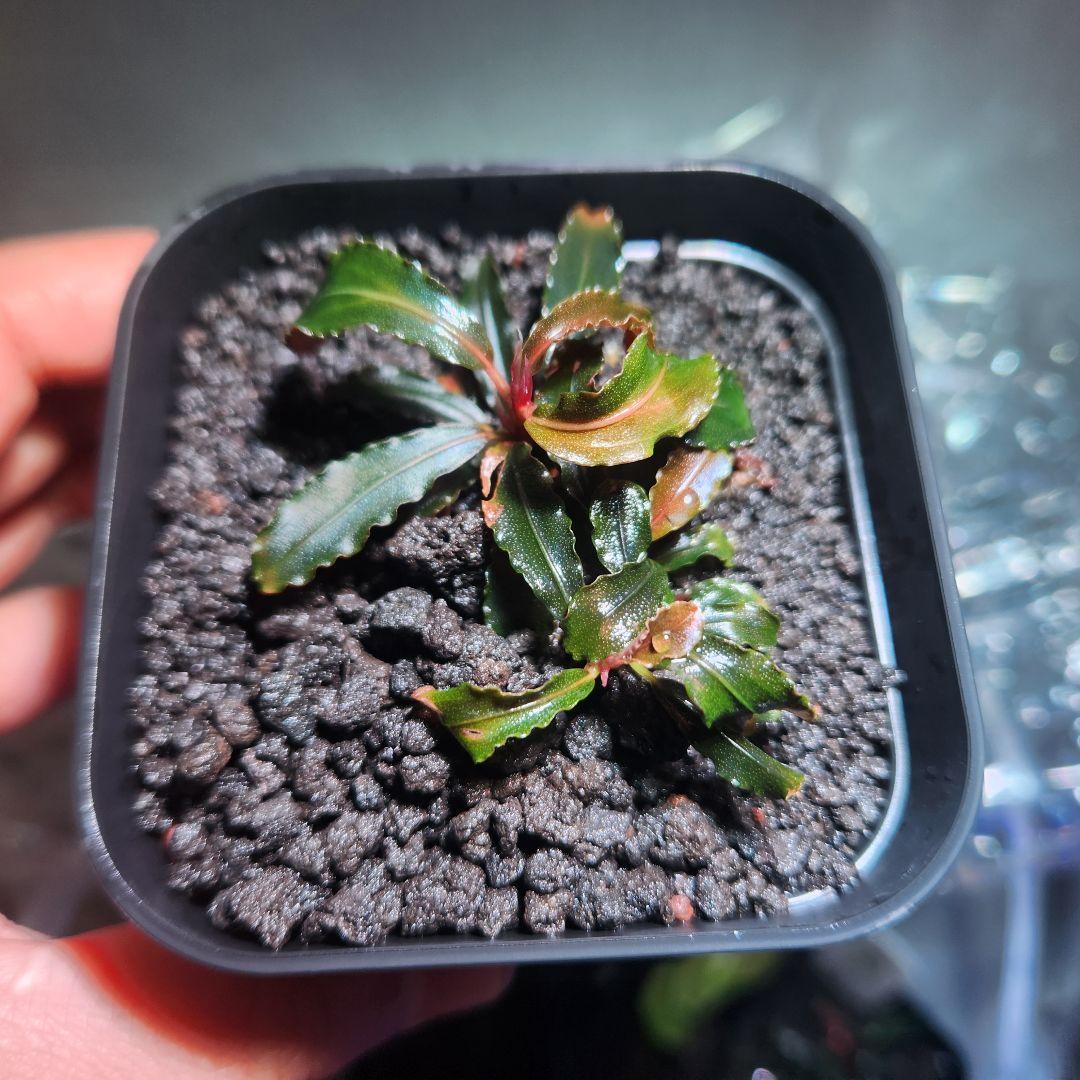 ブセファランドラsp.クダガン - メルカリ