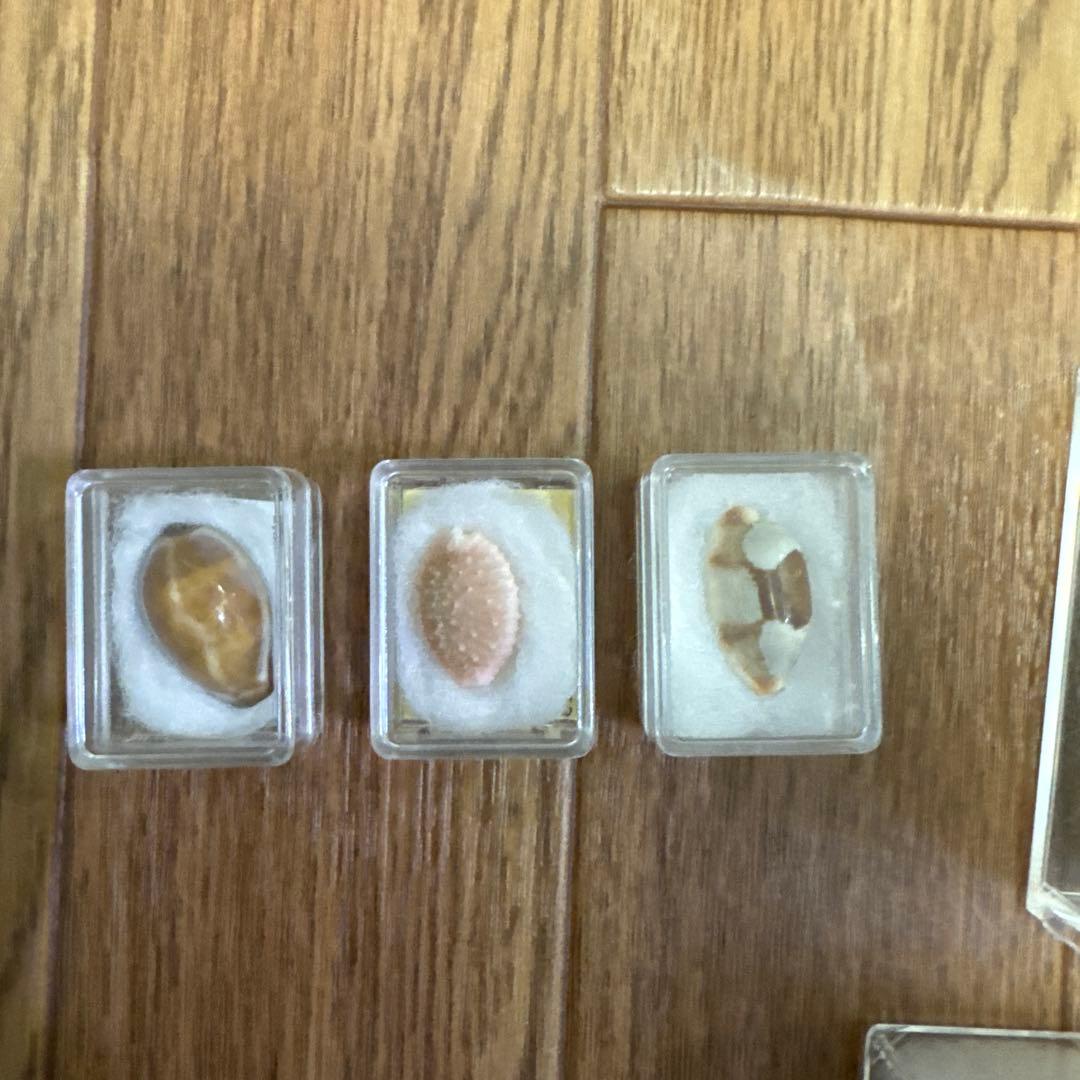 へ*読様 ハワイハチジョウダカラ ハワイホシダカラ 宝貝 貝殻 標本