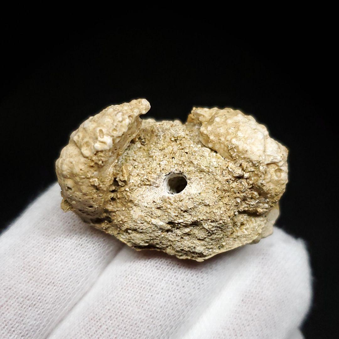 美品 カニ 本物 化石 産 37.86mm  fcr4