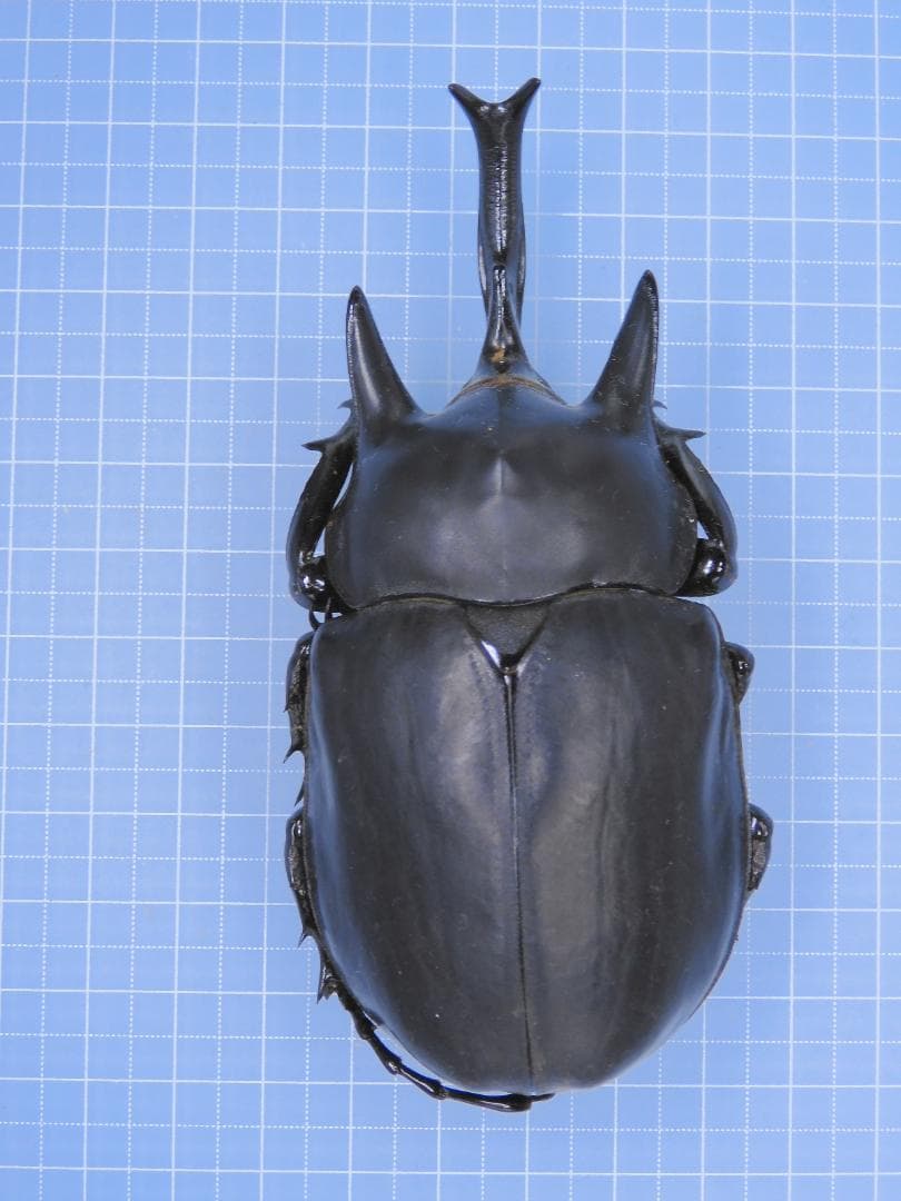 ベトナム産 コーカサスオオカブト 120mm ベトナム産 コーカサス