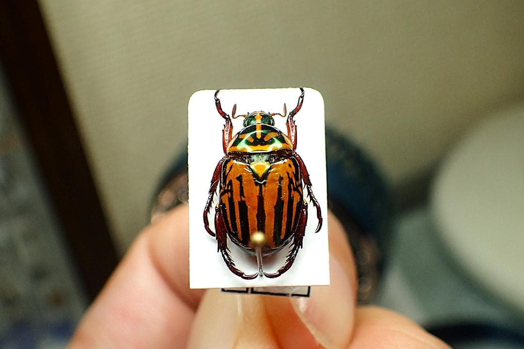 グリーンのラメが強烈な印象の珍品コガネ