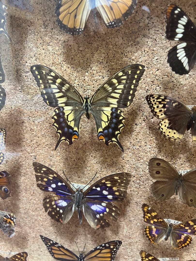 ドイツ空箱2点と蝶標本1点3セット 黒50x42x6cm蝶か30匹現状品のみ