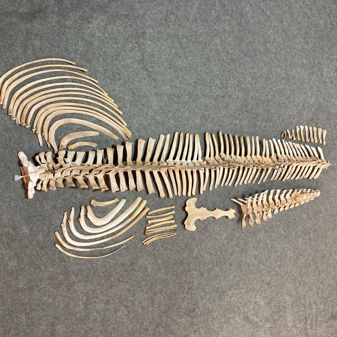 イルカの骨 骨格標本 - メルカリ