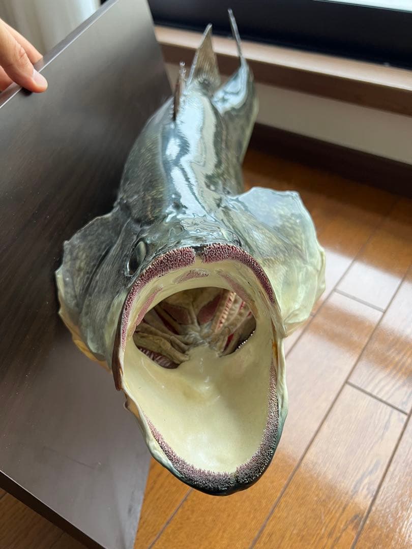 ブラックバス剥製 インテリア壁掛けタイプ 魚 オブジェ 壁掛け