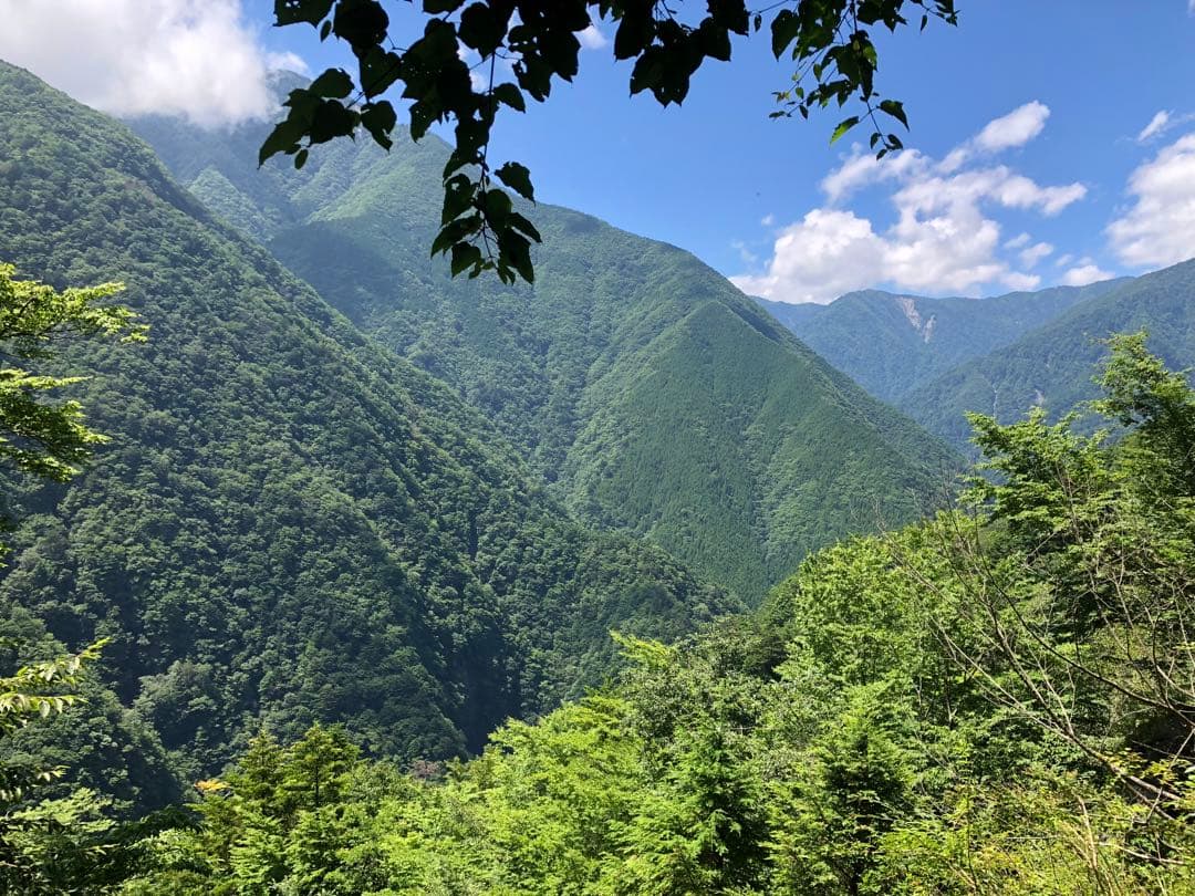 龍さん様専用 100g×10袋 健康長寿の川根茶 農家直売